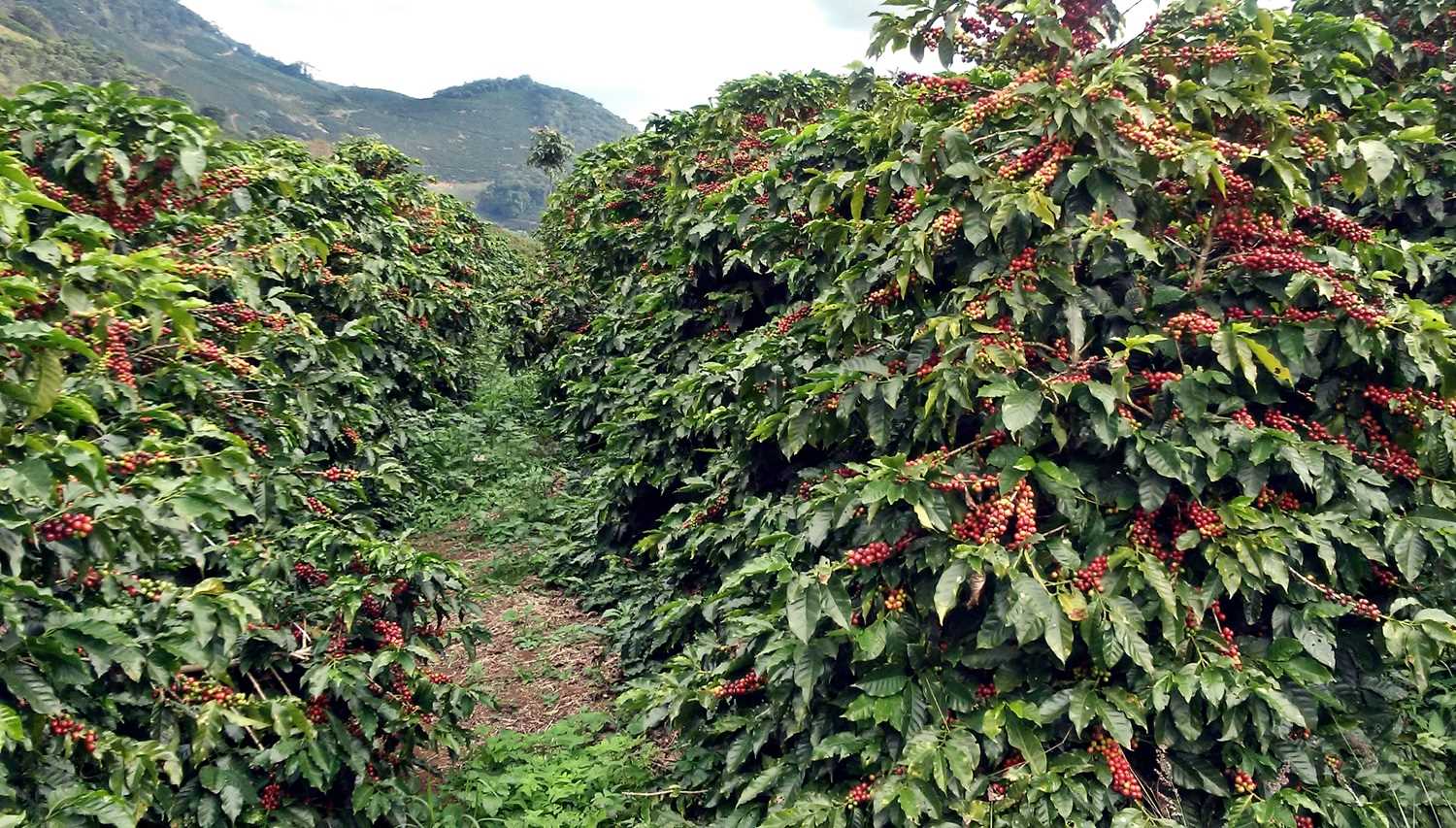 Descubra o Preço do Café em Manhuaçu, Minas Gerais