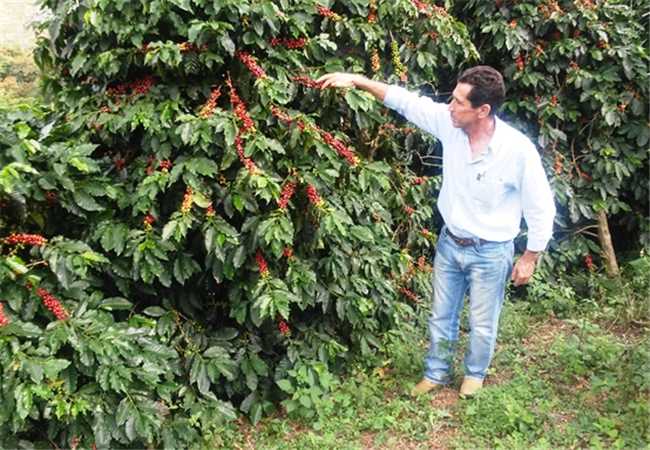 Fique Por Dentro dos Valores Atuais do Café em Manhuaçu, Minas Gerais