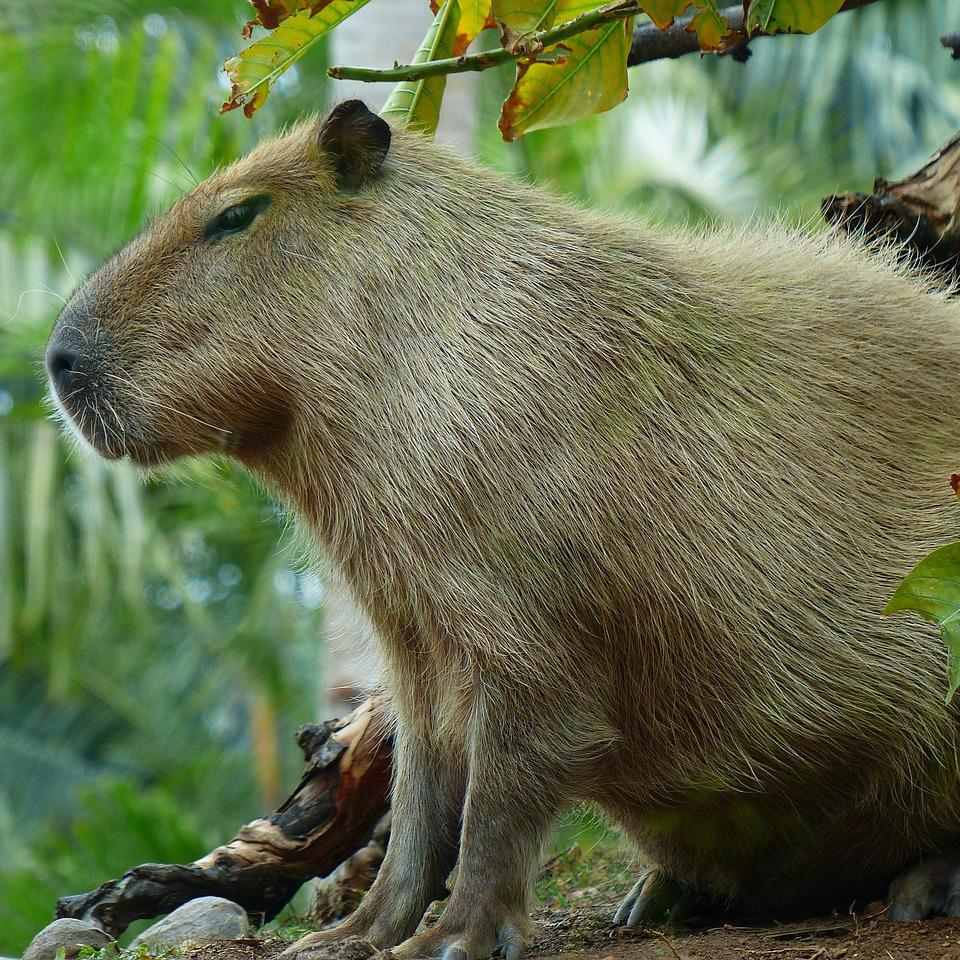 A Importância da Capivara na Economia Local