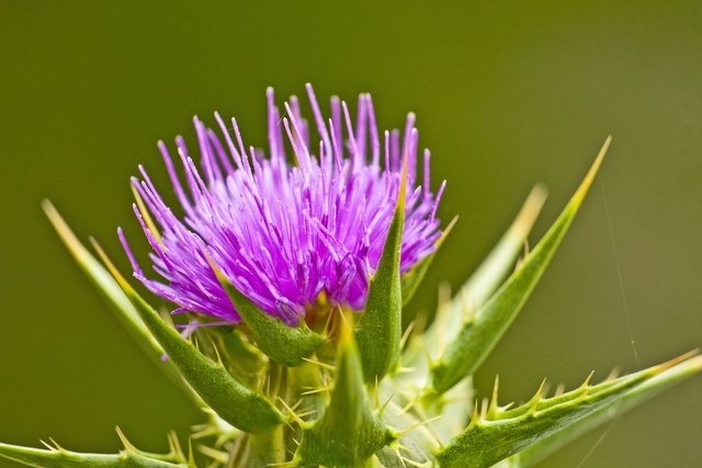 Saiba Como Usar Remédios Naturais para Tratar a Gonorreia