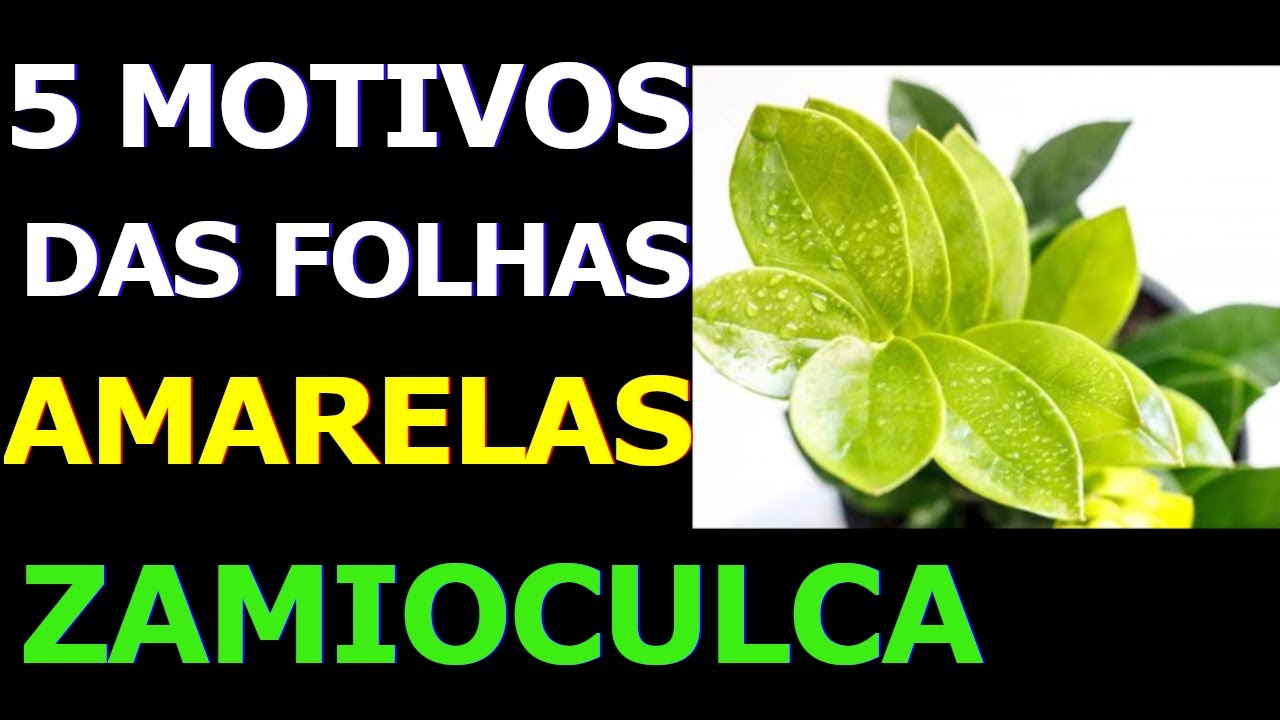 O que Causa Folhas Amareladas na Zamioculca?