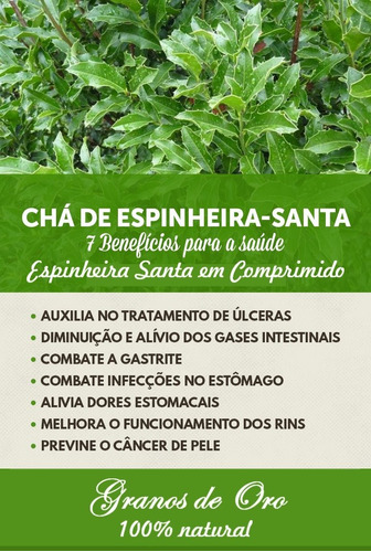 Conheça as Vantagens da Espinheira Santa e Quanto Tempo Leva Para Fazer Efeito