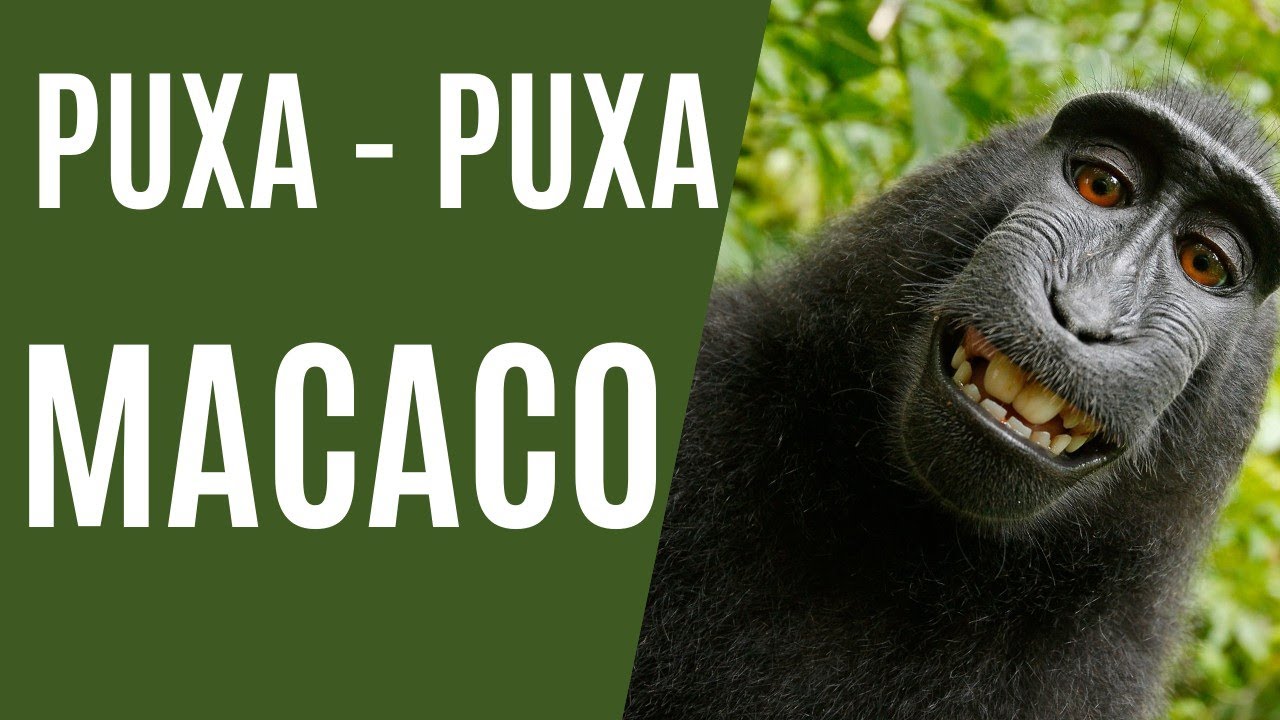 Descubra o Que é um Bicho Macaco Puxa