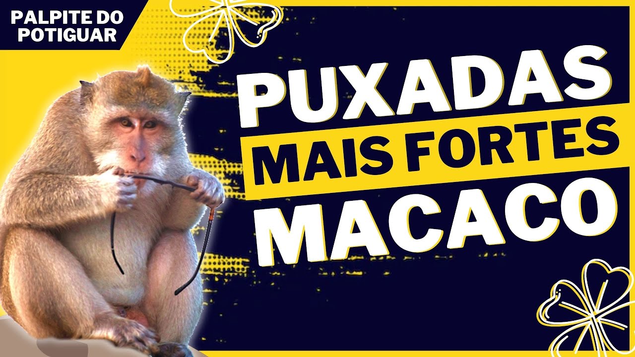 Aprenda sobre as Características do Bicho Macaco Puxa