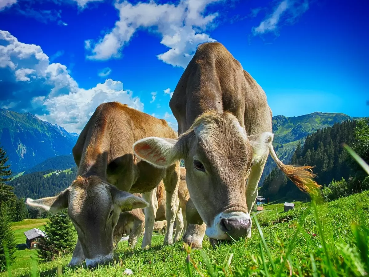 Quais São as Implicações do Significado dos Sonhos com Muito Gado?